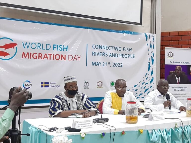 Migration des poissons : le Burkina dénombre 128 espèces dont plusieurs en voix de disparition 1