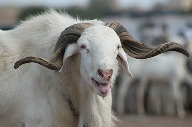 Tabaski 2022 : le Burkina célèbre la fête de sacrifice du mouton le 9 juillet 9 Tabaski 2022 : le Burkina célèbre la fête de sacrifice du mouton le 9 juillet 9