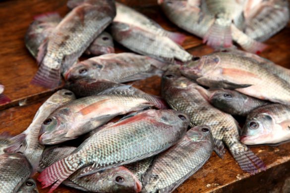 Bobo-Dioulasso : 50 tonnes de poissons impropres saisies 1
