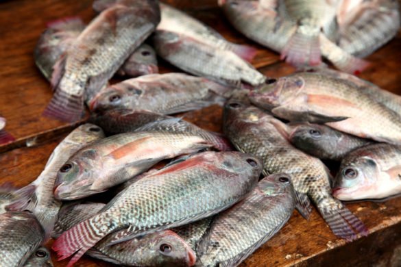 Bobo-Dioulasso : 50 tonnes de poissons impropres saisies 1 Bobo-Dioulasso : 50 tonnes de poissons impropres saisies 1