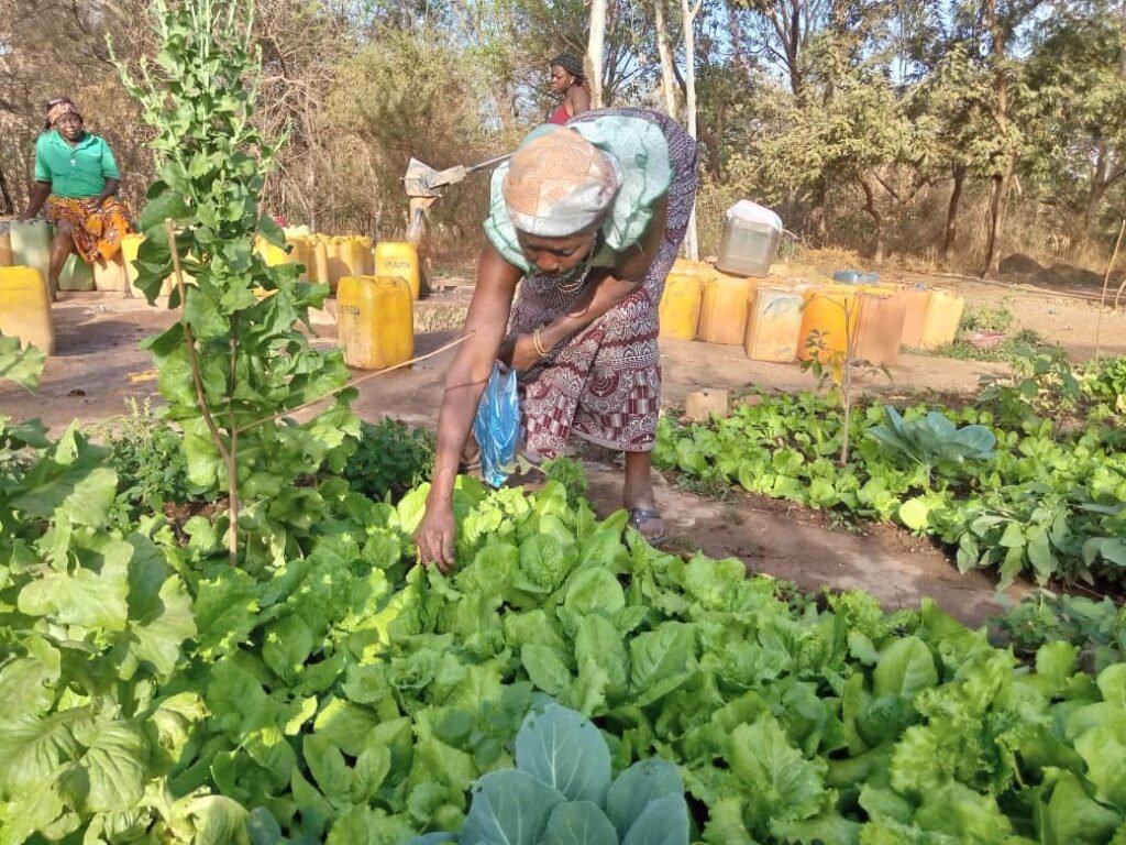 Maraîchage à Ouagadougou : ces femmes âgées aux mains vertes 2