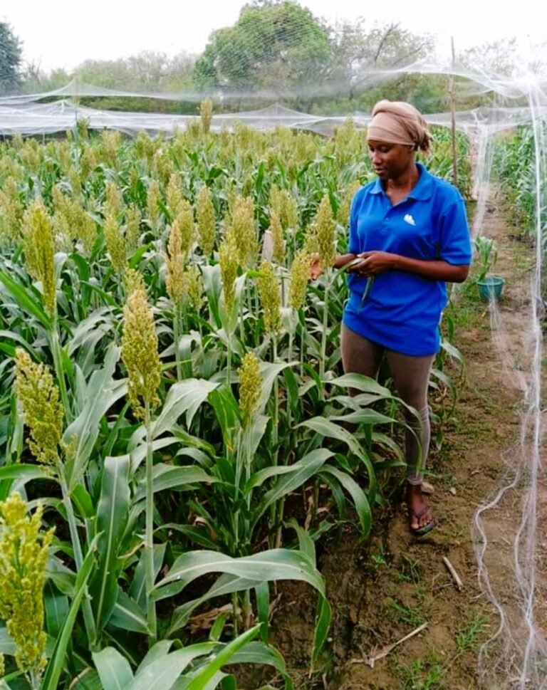 Cherifa Zerbo, la technicienne agronome qui rêve d’être agro businesswoman 12
