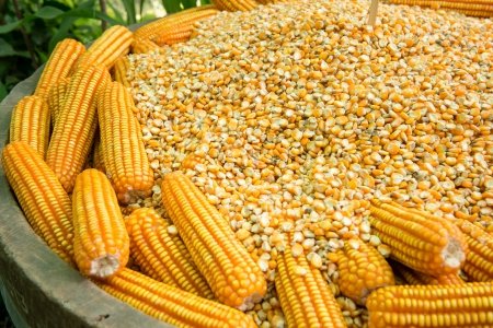 Le Burkina autorise l'exportation des céréales au Niger 21