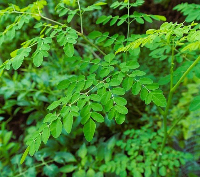 Plantes africaines : quatre réputées pour leurs vertus 17