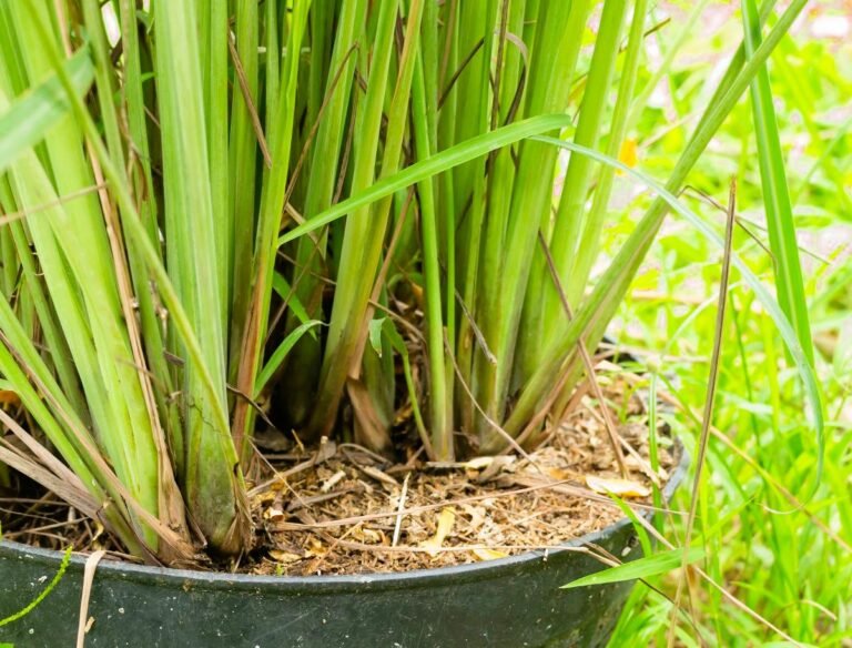 #AstuceMoussoNews : les milles et une vertus de la citronnelle 12