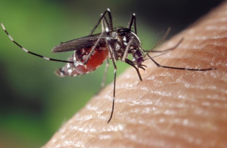 Le « chikungunya » : une nouvelle maladie infectieuse qui sévit au Burkina Faso 12