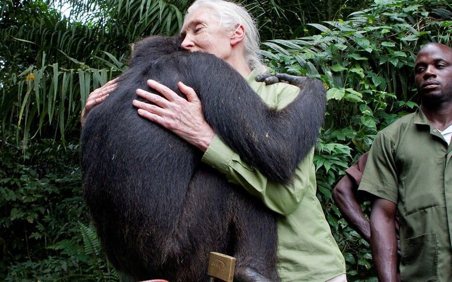 Jane Goodall : Une pionnière en matière d’étude des chimpanzés 4 Jane Goodall : Une pionnière en matière d’étude des chimpanzés 4