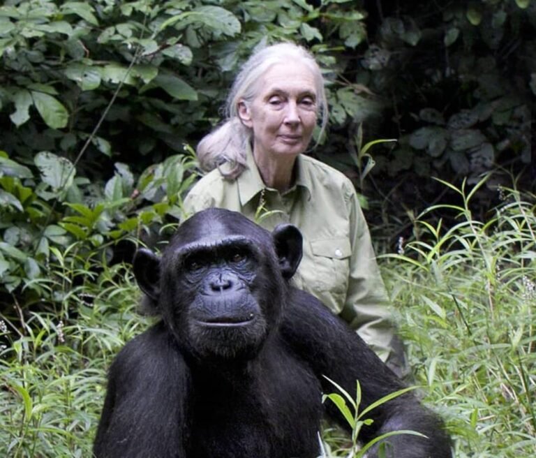 Jane Goodall : Une pionnière en matière d’étude des chimpanzés 2