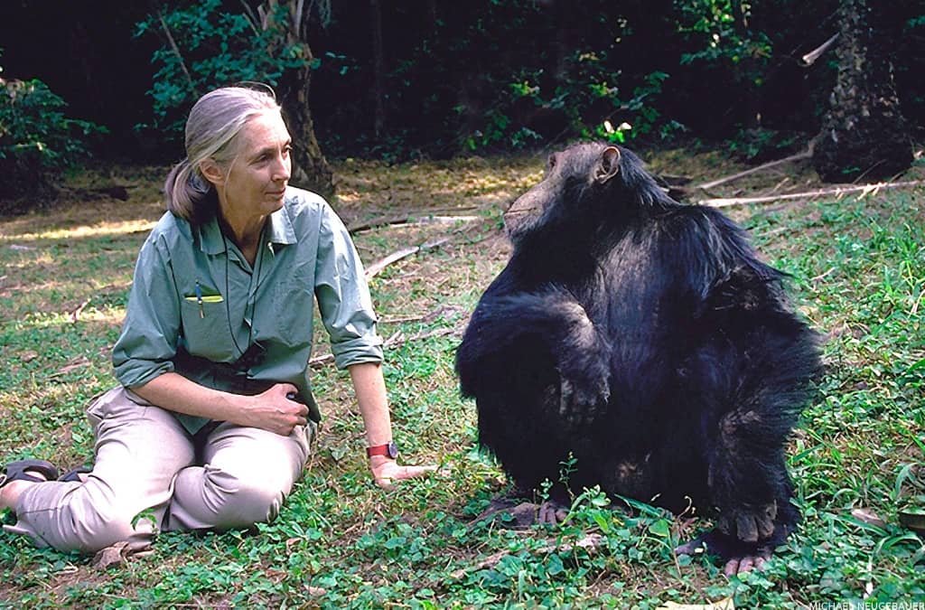 Jane Goodall : Une pionnière en matière d’étude des chimpanzés 2 Jane Goodall : Une pionnière en matière d’étude des chimpanzés 2