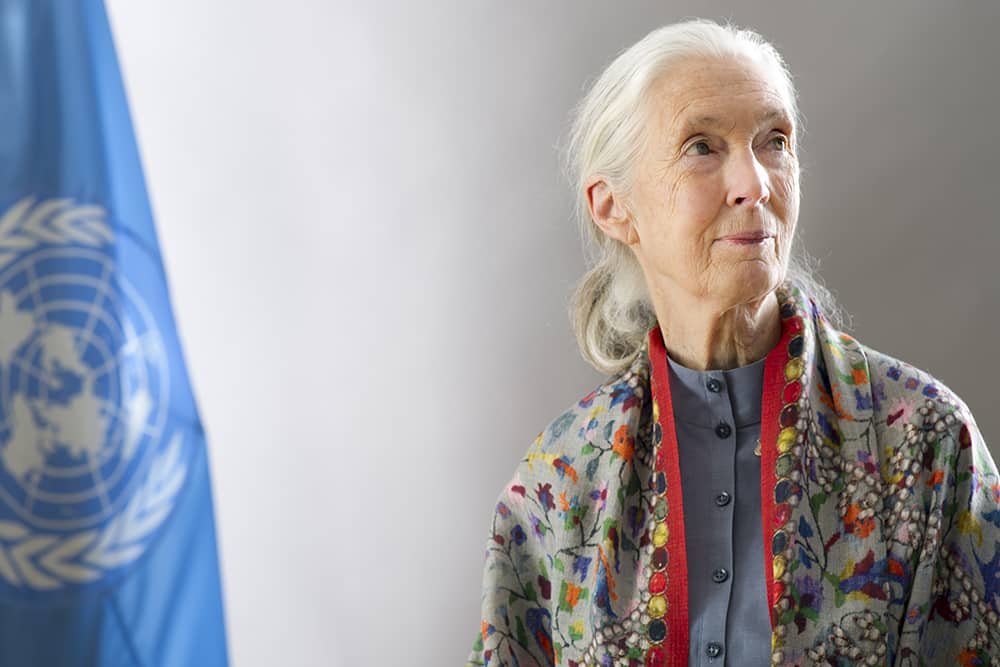Jane Goodall : Une pionnière en matière d’étude des chimpanzés 5 Jane Goodall : Une pionnière en matière d’étude des chimpanzés 5
