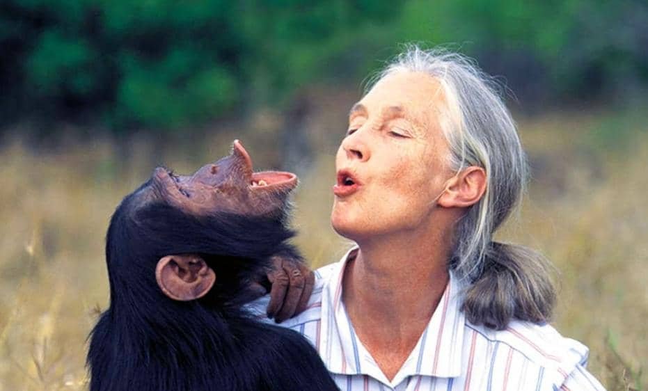 Jane Goodall : Une pionnière en matière d’étude des chimpanzés 3 Jane Goodall : Une pionnière en matière d’étude des chimpanzés 3