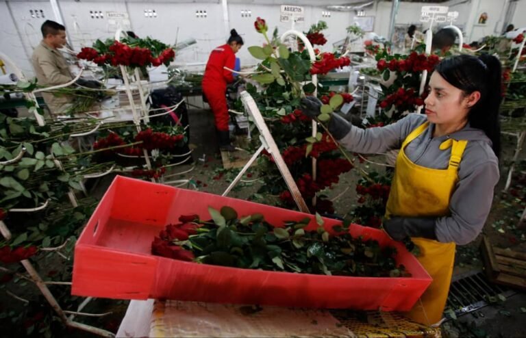 Colombie : Le premier pays producteur de fleurs des Amériques 1 Colombie : Le premier pays producteur de fleurs des Amériques 1