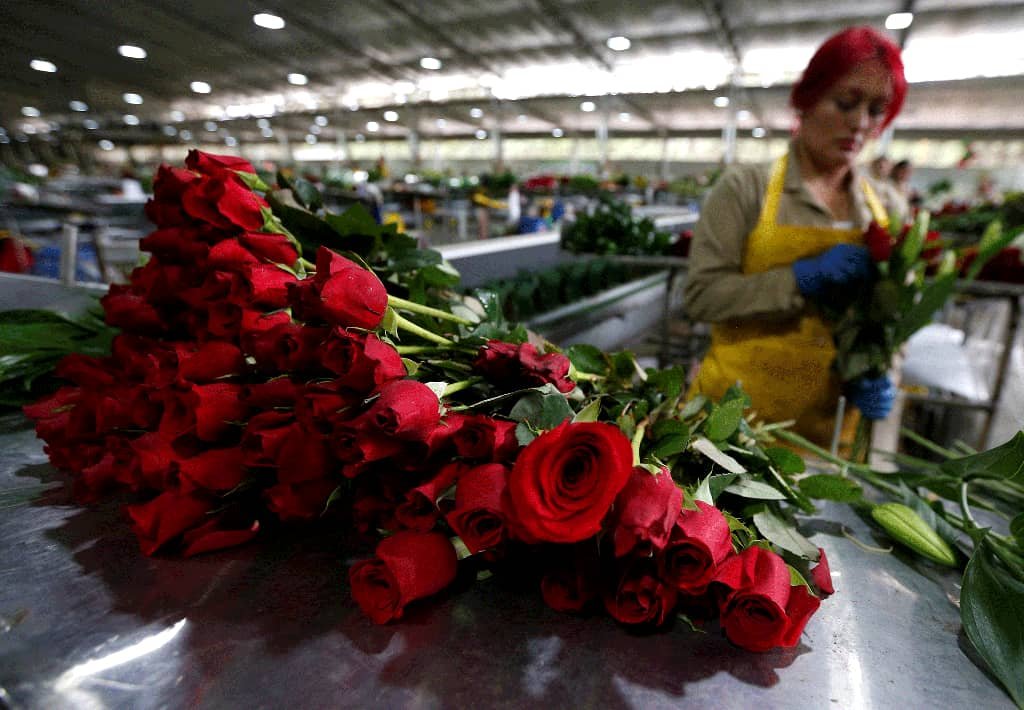 Colombie : Le premier pays producteur de fleurs des Amériques 2 Colombie : Le premier pays producteur de fleurs des Amériques 2