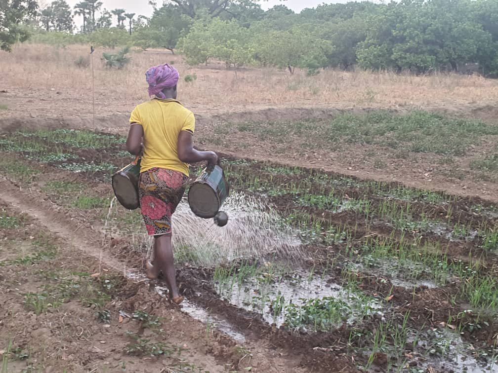 Alimatou Soura: La maraîchère spécialisée dans la production de feuilles d’oseille 3