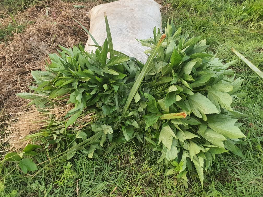 Alimatou Soura: La maraîchère spécialisée dans la production de feuilles d’oseille 4