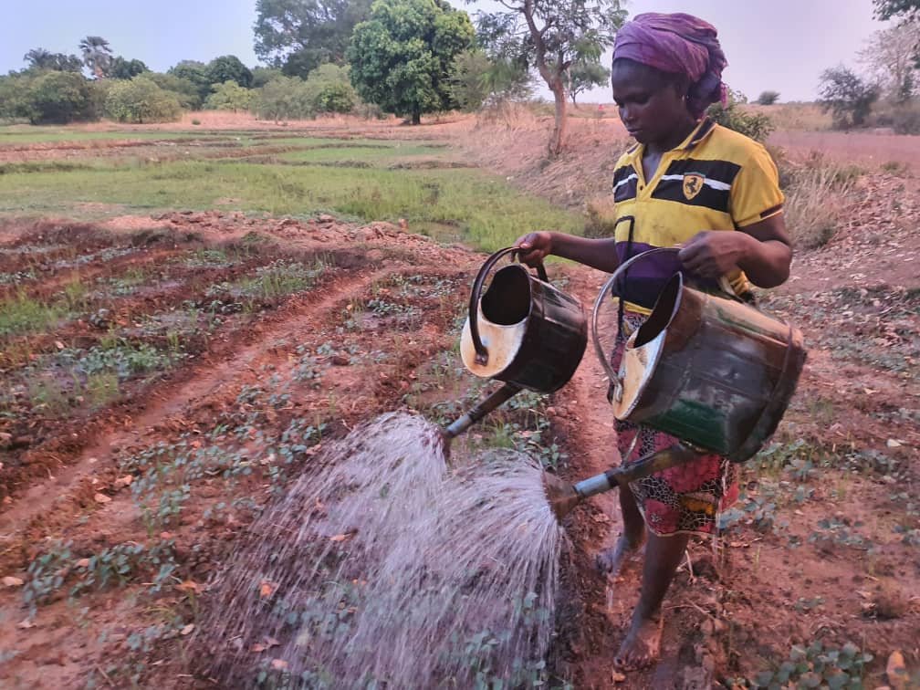 Alimatou Soura: La maraîchère spécialisée dans la production de feuilles d’oseille 2