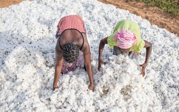 Coton culture : 10 milliards de FCFA en subvention pour l'achat des intrants 2 Coton culture : 10 milliards de FCFA en subvention pour l'achat des intrants 2