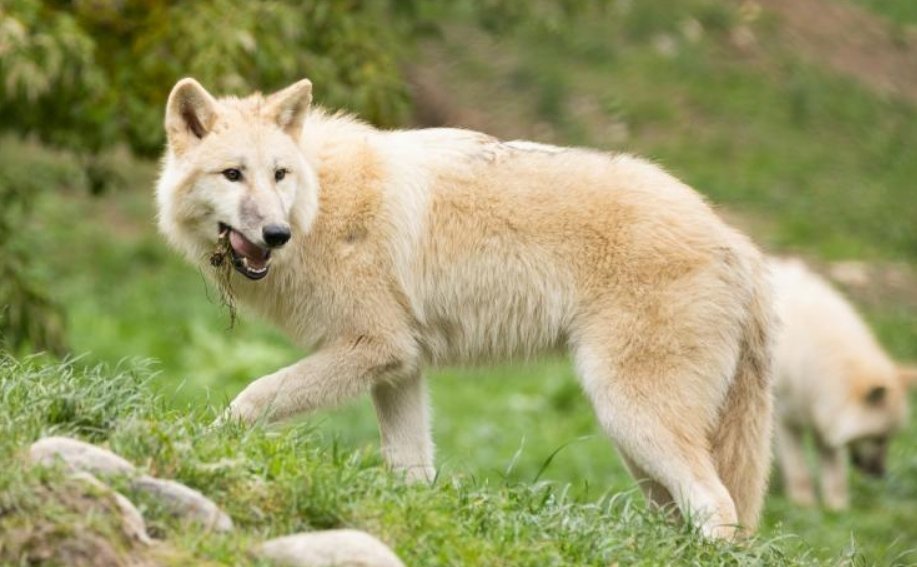 France : Une femme mordue par 3 loups dans un zoo 2