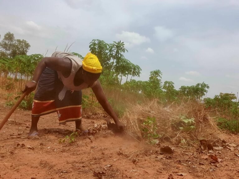 Bérégadougou : Aminata Souratié, une femme rurale au ''cœur de feu'' 2