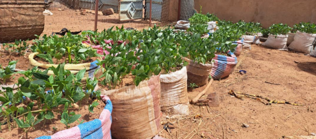 Agriculture hors-sol : L'armes des femmes ''PDI'' contre l'insécurité alimentaire 2