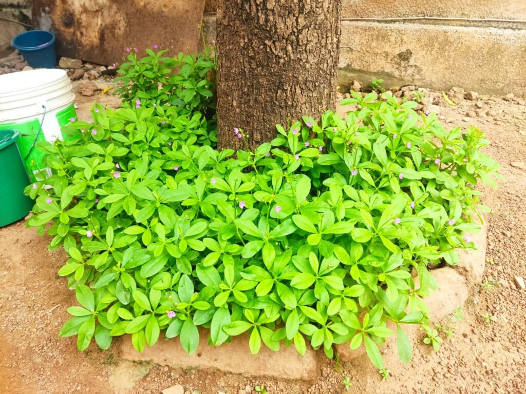 Ouagadougou : Des habitants aux mains vertes 7 Ouagadougou : Des habitants aux mains vertes 7