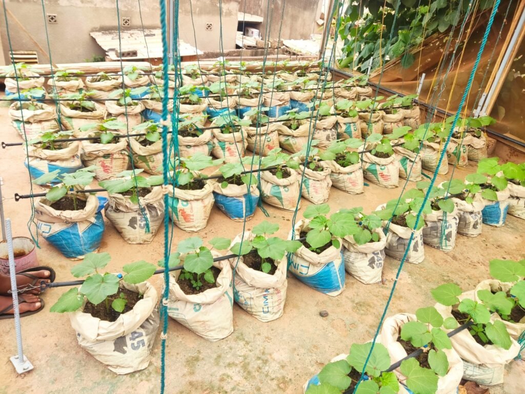 Ouagadougou : Des habitants aux mains vertes 6 Ouagadougou : Des habitants aux mains vertes 6