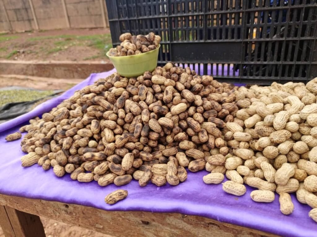 Arachides fraiches, bouillies ou grillées : Un bonheur pour vendeuses et consommateurs 8 Arachides fraiches, bouillies ou grillées : Un bonheur pour vendeuses et consommateurs 8