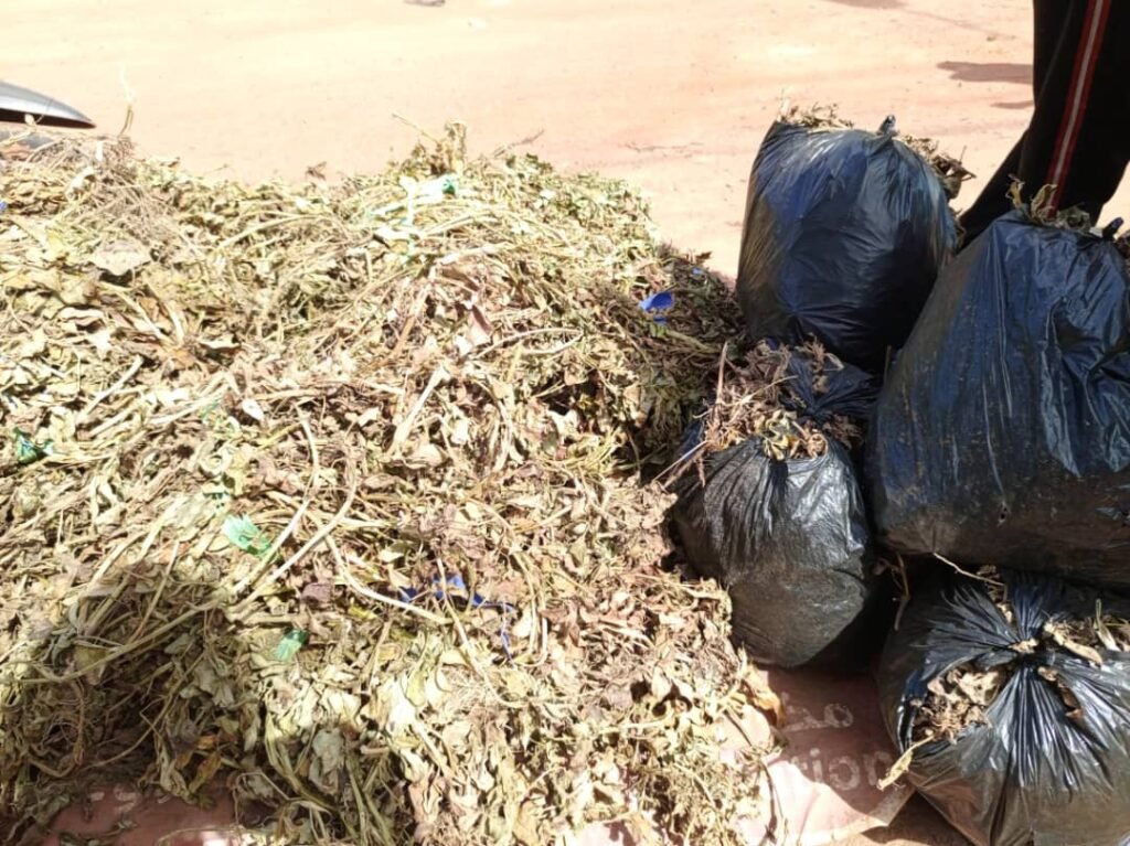Feuilles d’arachides séchées : Des aliments pour animaux qui nourrissent des familles 11 Feuilles d’arachides séchées : Des aliments pour animaux qui nourrissent des familles 11