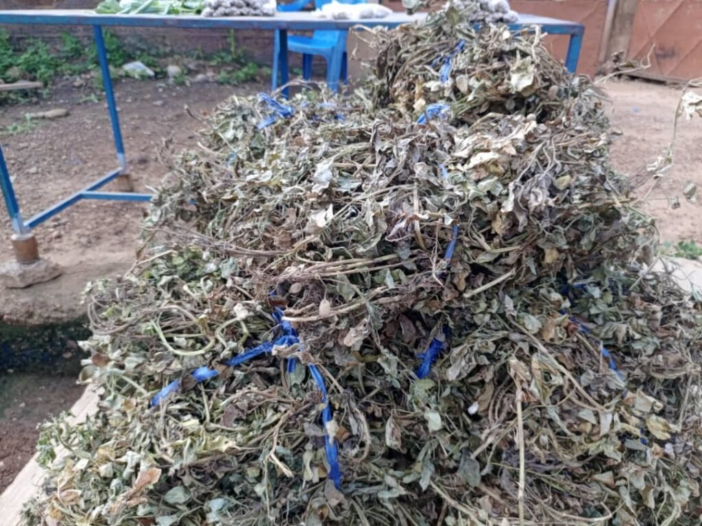 Feuilles d’arachides séchées : Des aliments pour animaux qui nourrissent des familles 10 Feuilles d’arachides séchées : Des aliments pour animaux qui nourrissent des familles 10