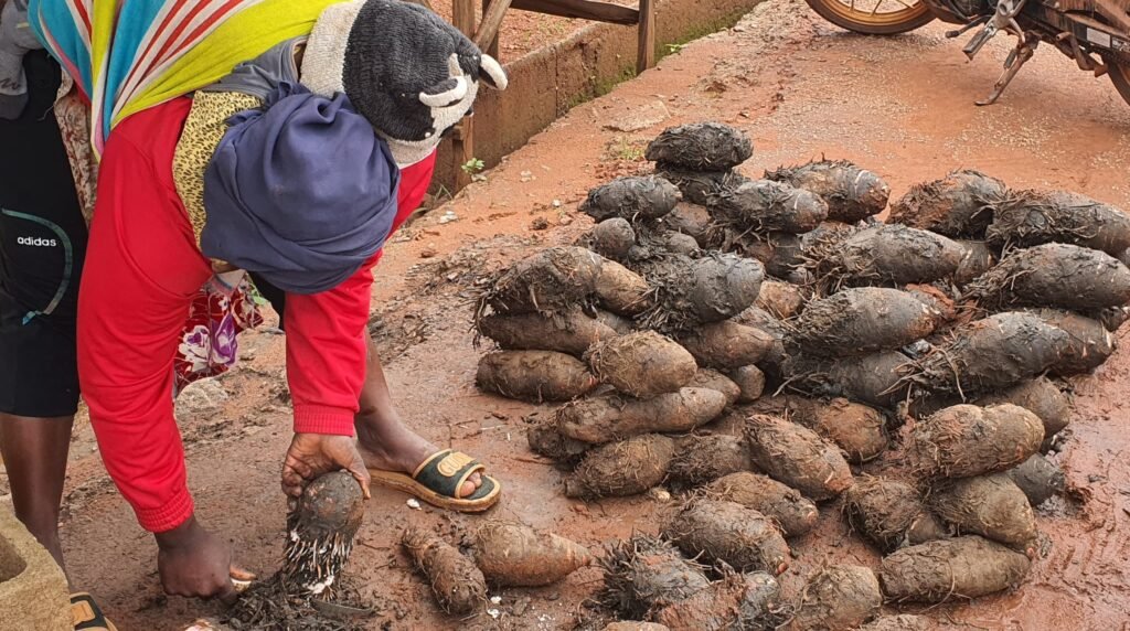 Le Taro : Une source de vie à Bobo-Dioulasso 2 Le Taro : Une source de vie à Bobo-Dioulasso 2