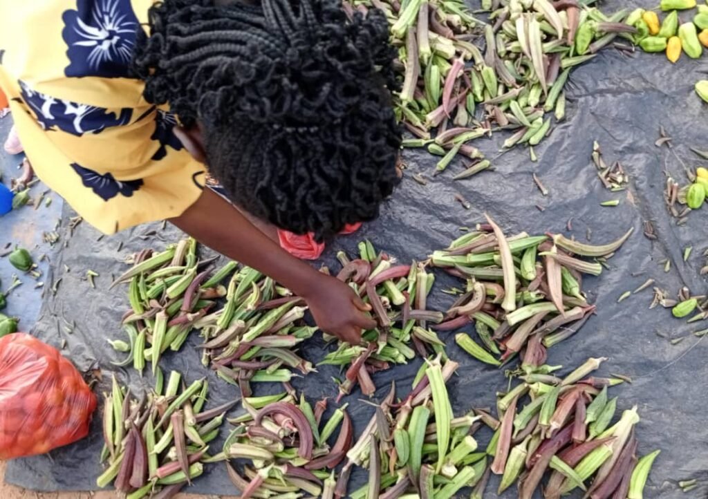 Le gombo : La ''star'' aux marchés et yaars avec son prix en baisse 3 Le gombo : La ''star'' aux marchés et yaars avec son prix en baisse 3