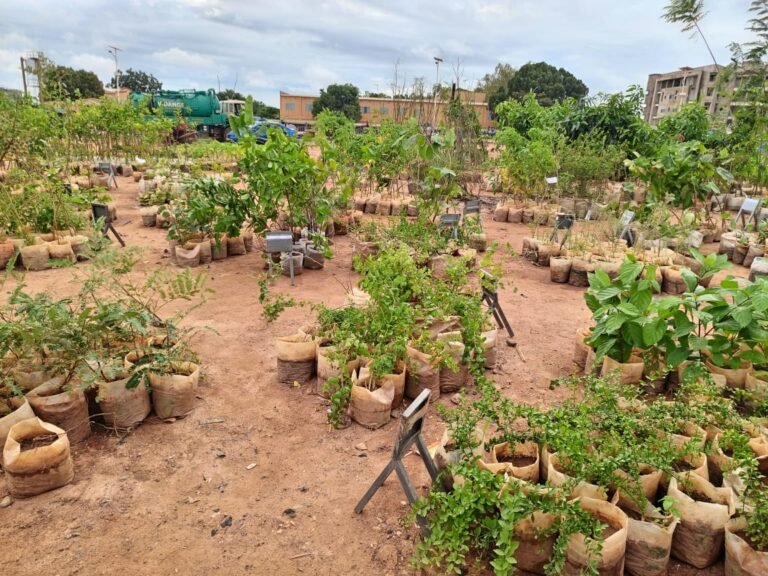 Eclosion botanique : 30 000 plantes de diverses variétés en exposition vente 8