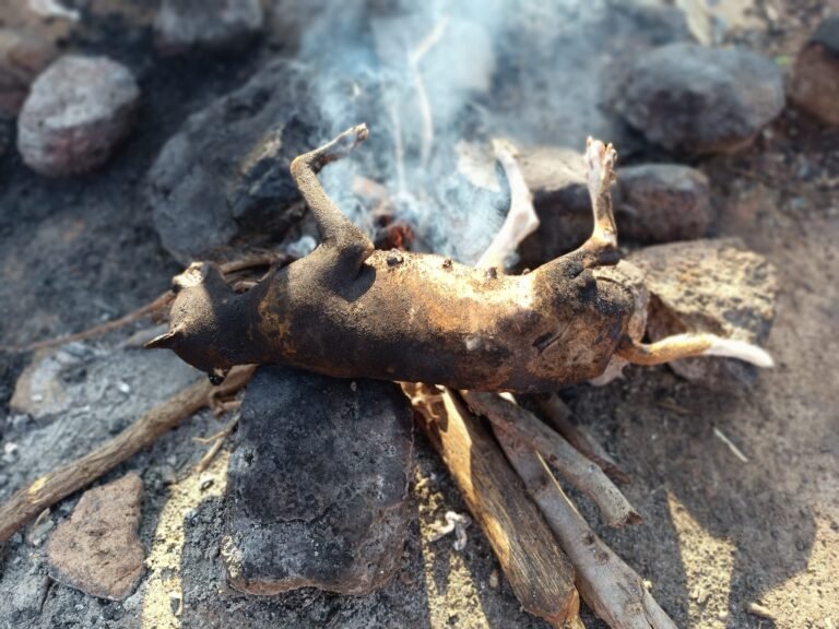 La viande de chien à Koudougou : Un mets prisé, même chez des femmes 1 La viande de chien à Koudougou : Un mets prisé, même chez des femmes 1