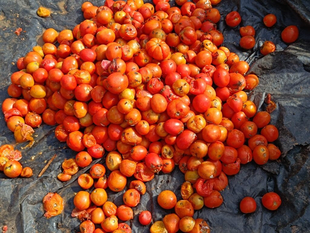 Tomates à Ouagadougou: De la rareté à l’abondance 4 Tomates à Ouagadougou: De la rareté à l’abondance 4