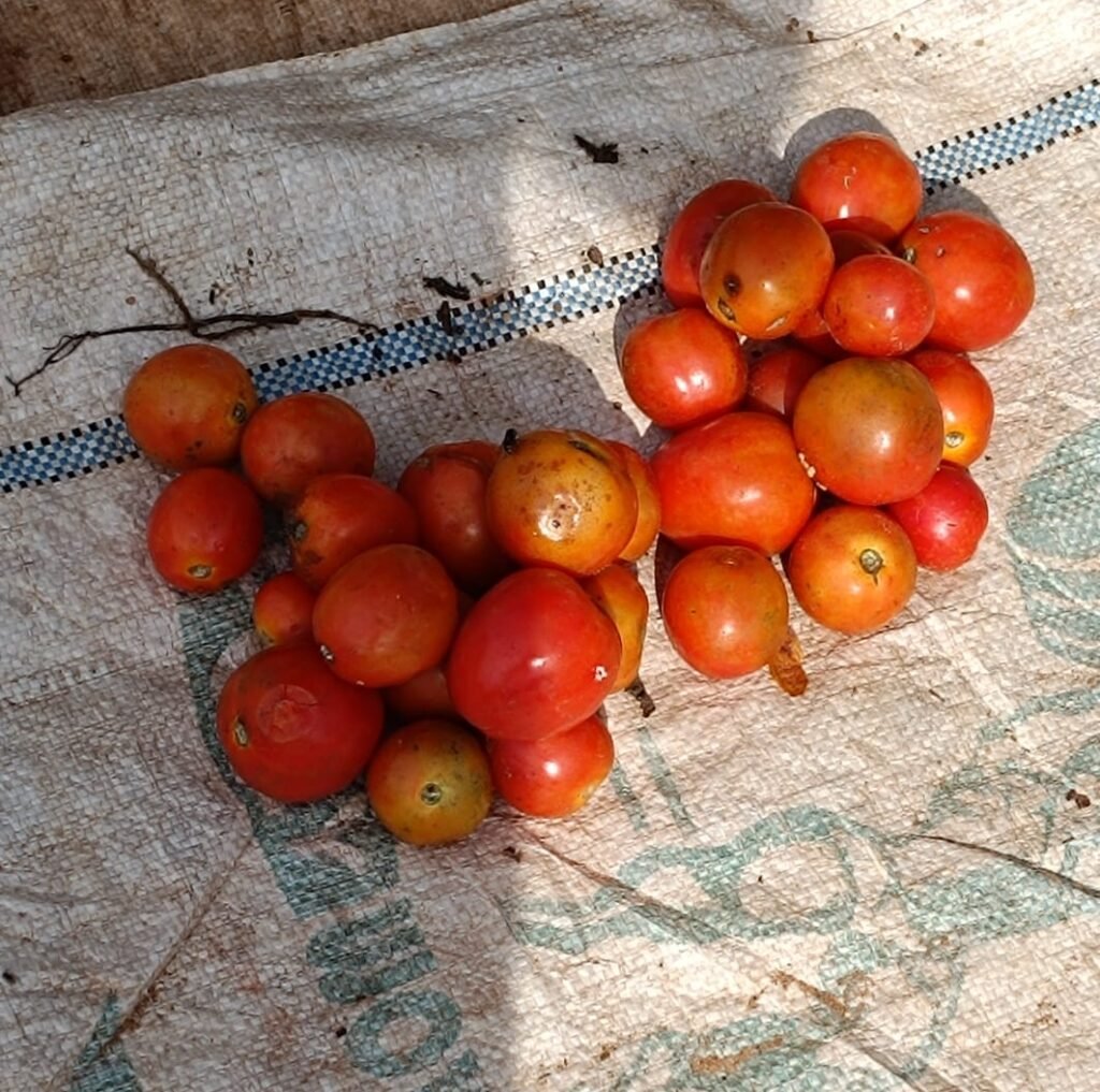 Tomates à Ouagadougou: De la rareté à l’abondance 2 Tomates à Ouagadougou: De la rareté à l’abondance 2
