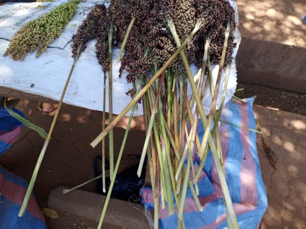 Les graines de sorgho: Une bonne affaire pour des femmes à Ouagadougou 6 Les graines de sorgho: Une bonne affaire pour des femmes à Ouagadougou 6