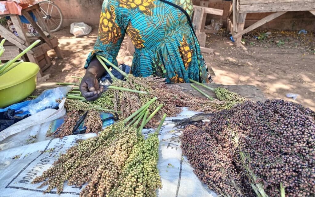 Les graines de sorgho: Une bonne affaire pour des femmes à Ouagadougou 2 Les graines de sorgho: Une bonne affaire pour des femmes à Ouagadougou 2