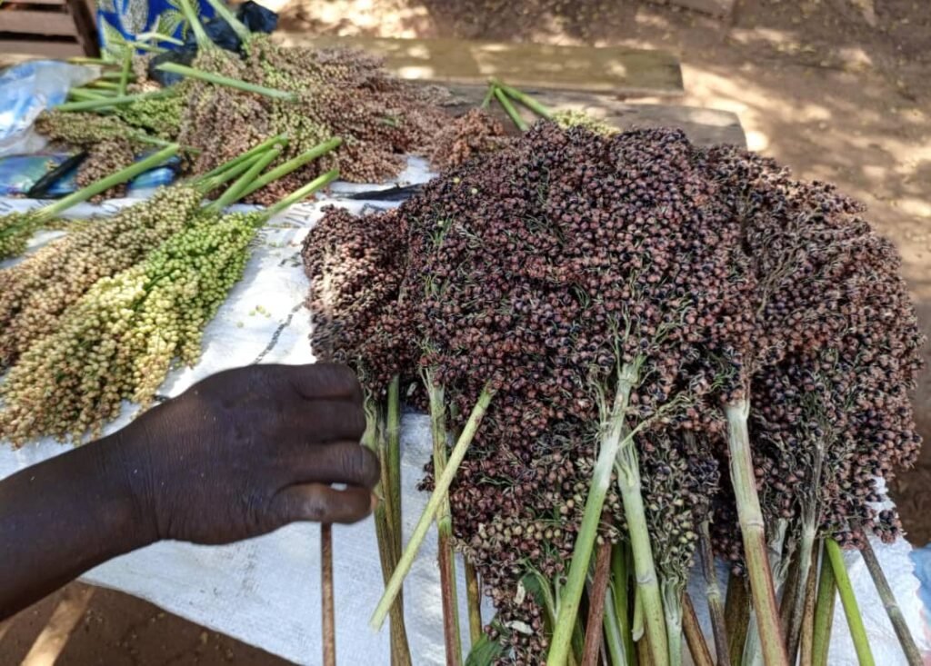 Les graines de sorgho: Une bonne affaire pour des femmes à Ouagadougou 3 Les graines de sorgho: Une bonne affaire pour des femmes à Ouagadougou 3