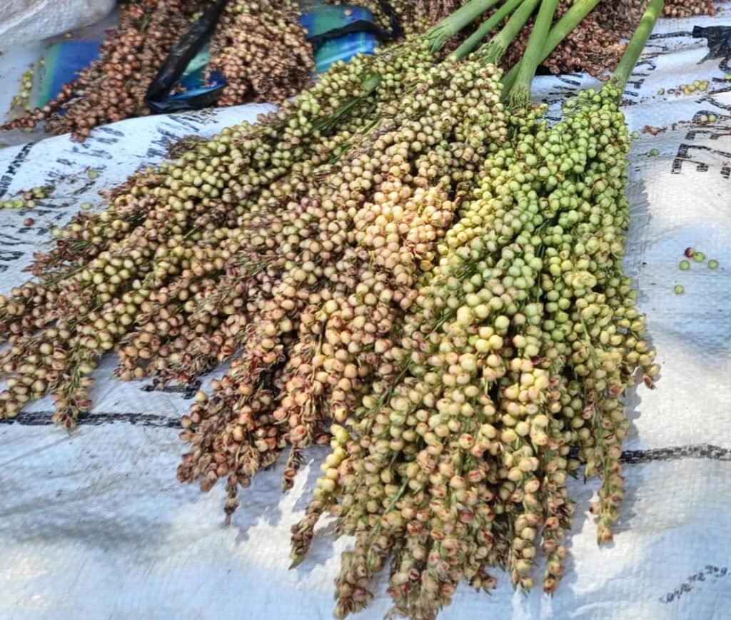 Les graines de sorgho: Une bonne affaire pour des femmes à Ouagadougou 5 Les graines de sorgho: Une bonne affaire pour des femmes à Ouagadougou 5