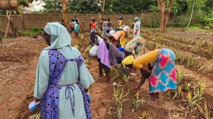 Koubri : Les sœurs du Monastère réalisent leur première récolte d’ananas 2 Koubri : Les sœurs du Monastère réalisent leur première récolte d’ananas 2