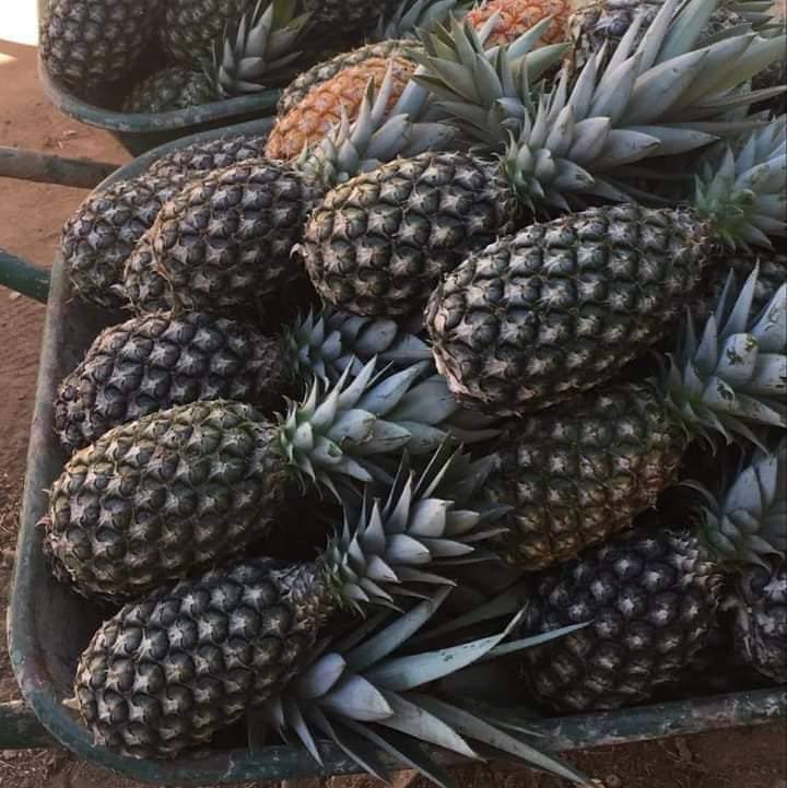 Koubri : Les sœurs du Monastère réalisent leur première récolte d’ananas 3 Koubri : Les sœurs du Monastère réalisent leur première récolte d’ananas 3