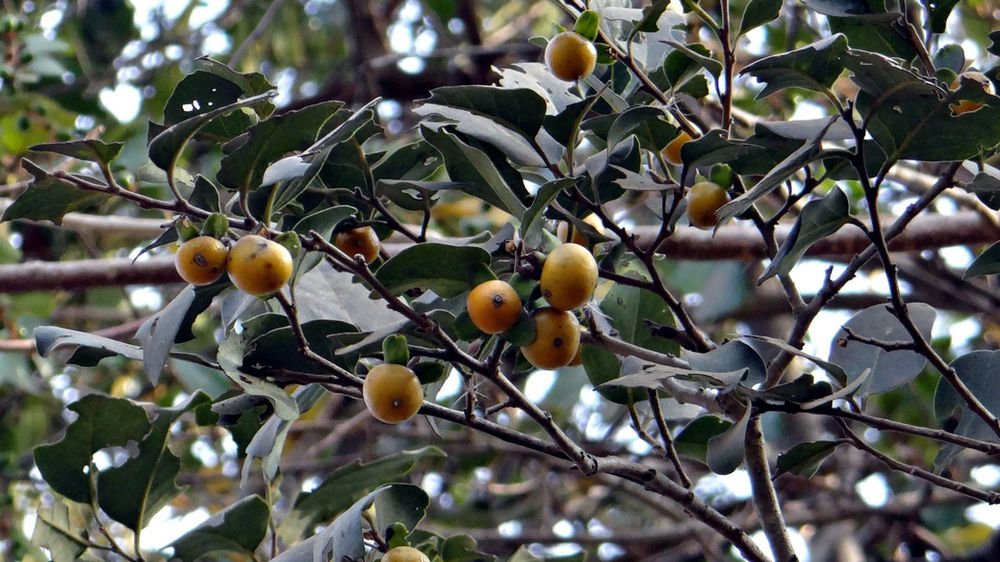 L’ébénier d’Afrique ou ‘’Gāanka’’ : Un trésor naturel aux innombrables vertus 2 L’ébénier d’Afrique ou ‘’Gāanka’’ : Un trésor naturel aux innombrables vertus 2