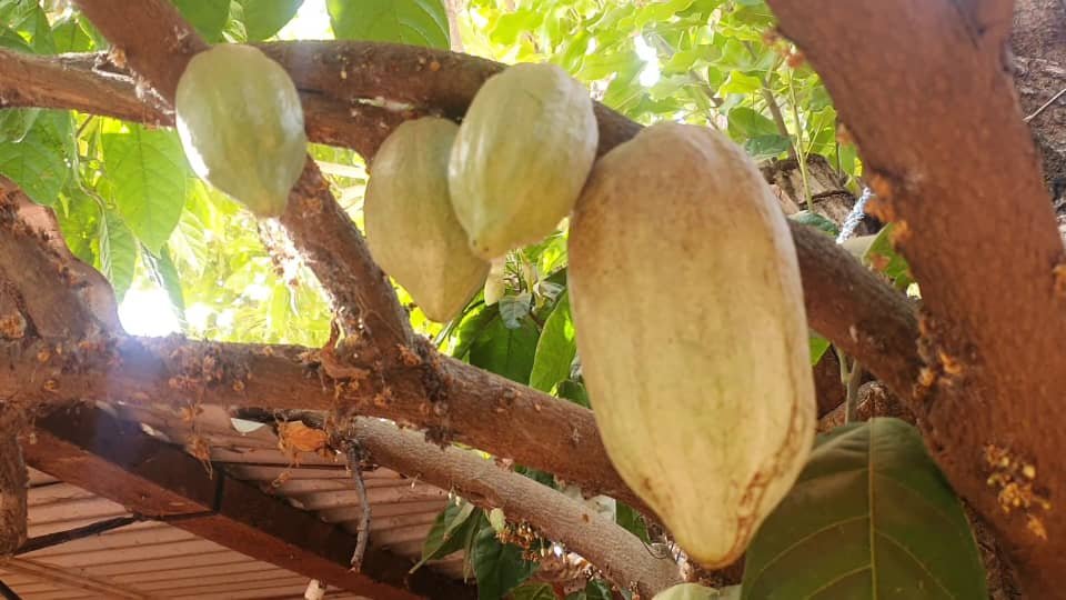 Bobo-Dioulasso : Latifatou, la femme qui cultive du cacao à domicile depuis 2017 2 Bobo-Dioulasso : Latifatou, la femme qui cultive du cacao à domicile depuis 2017 2