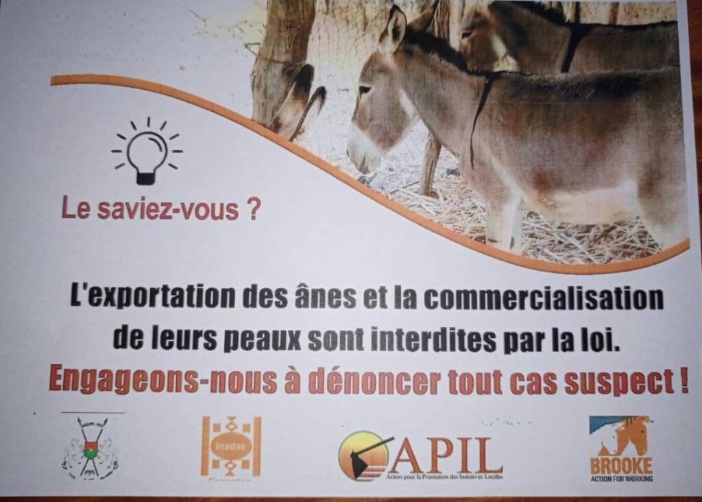 Commercial illégal d’ânes : Près de 6 5000 bêtes abattues chaque année 6 Commercial illégal d’ânes : Près de 6 5000 bêtes abattues chaque année 6