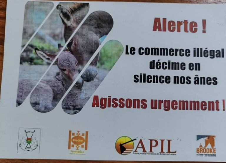 Commercial illégal d’ânes : Près de 6 5000 bêtes abattues chaque année 1 Commercial illégal d’ânes : Près de 6 5000 bêtes abattues chaque année 1