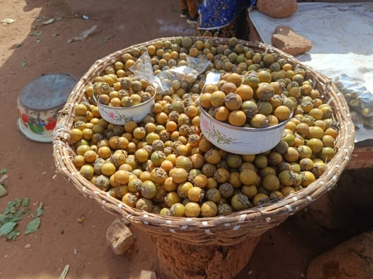 L’ébénier d’Afrique ou ‘’Gāanka’’ : Un trésor naturel aux innombrables vertus 5
