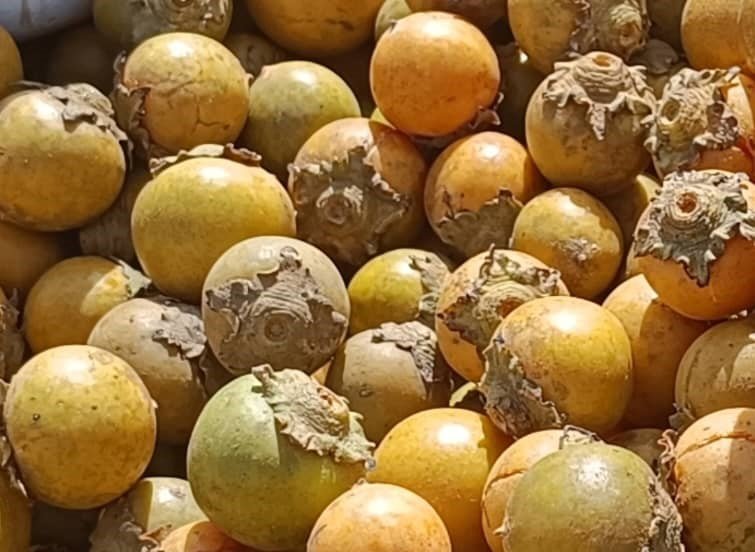 L’ébénier d’Afrique ou ‘’Gāanka’’ : Un trésor naturel aux innombrables vertus 3 L’ébénier d’Afrique ou ‘’Gāanka’’ : Un trésor naturel aux innombrables vertus 3