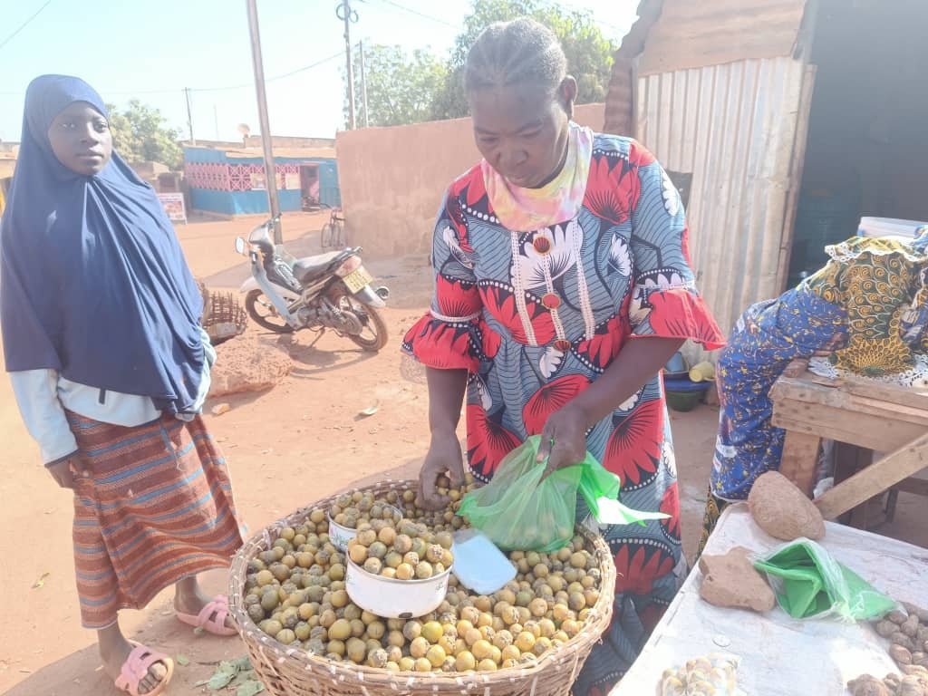 L’ébénier d’Afrique ou ‘’Gāanka’’ : Un trésor naturel aux innombrables vertus 4 L’ébénier d’Afrique ou ‘’Gāanka’’ : Un trésor naturel aux innombrables vertus 4