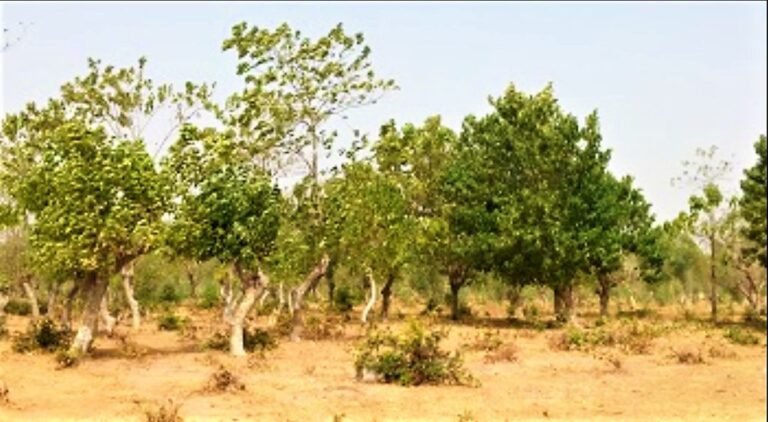 Burkina : Bientôt des bosquets médicinaux dans les régions du pays 5