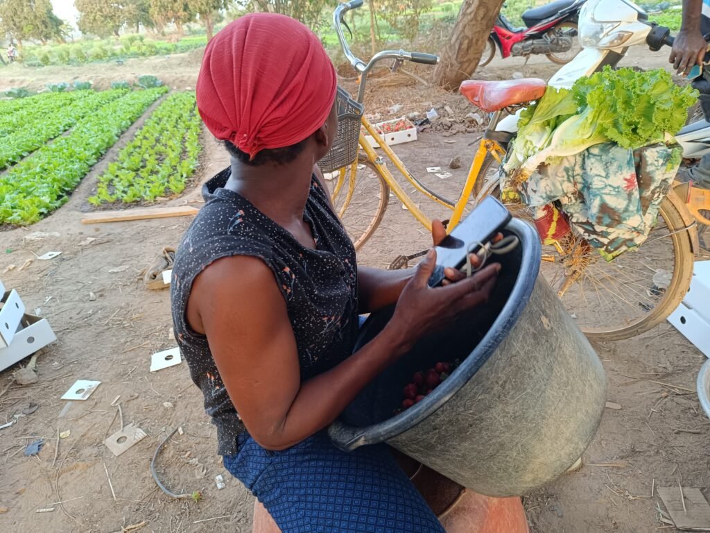 La fraise du Burkina : Ce fruit qui se vend même au-delà de nos frontières 4 La fraise du Burkina : Ce fruit qui se vend même au-delà de nos frontières 4